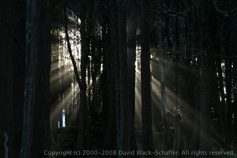 IMG_5013 artsy fog and sun through dark trees
